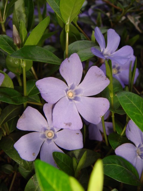 Vinca minor fleur